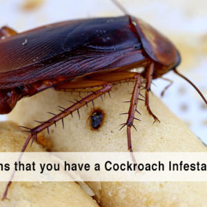 cockroach control sydney