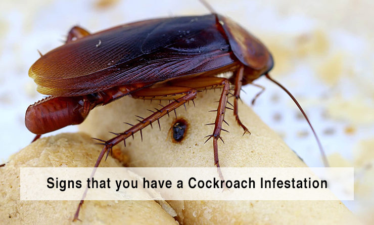 cockroach control sydney