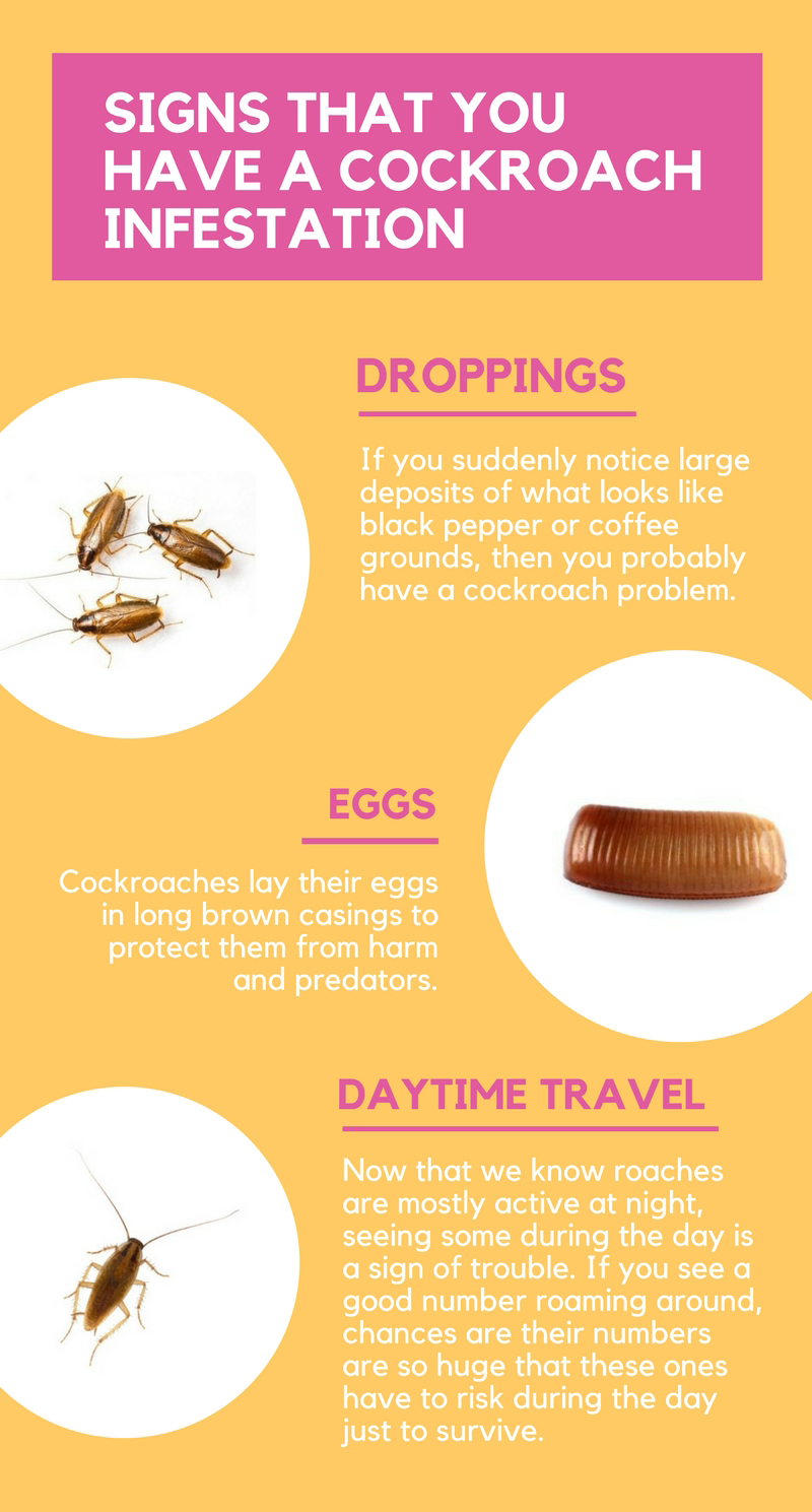 cockroach pest control