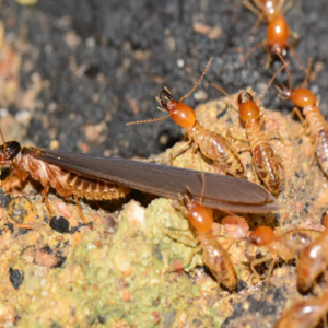 termite control