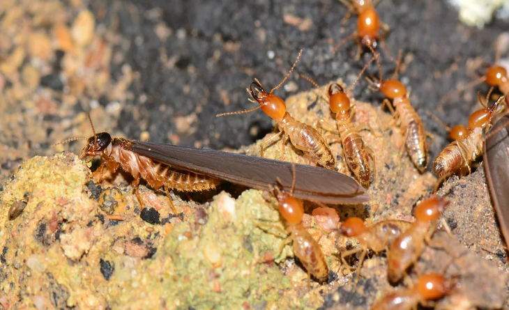 termite control