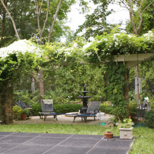 pergola plants